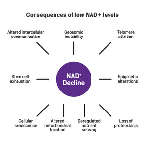 Consequences of low NAD+ levels graphic