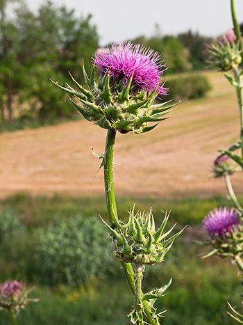 The Health Benefits of Milk Thistle