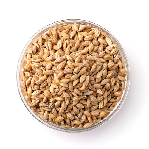 Barley Seeds in Bowl