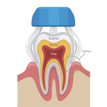 Collis-Curve - Curved Bristle Toothbrush