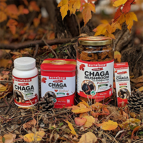 Nutridom Canadian Chaga Mushroom Supplements