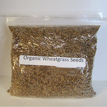 Organic Wheatgrass Seeds