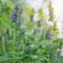 Salvia Hispanica Flowers