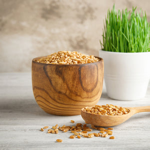 Organic Wheatgrass Seeds